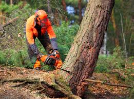 How Our Tree Care Process Works  in  Highland Springs, VA