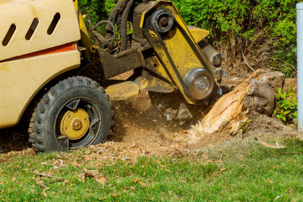 Highland Springs, VA Tree Removal Company