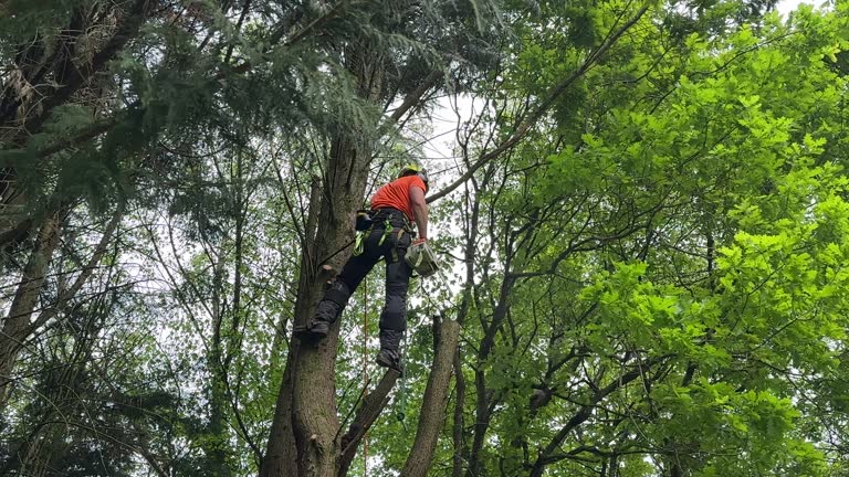 Best Palm Tree Trimming  in Highland Springs, VA