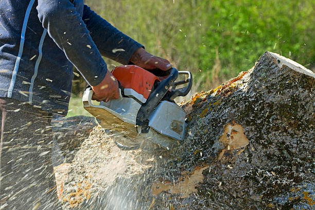 Best Root Management and Removal  in Highland Springs, VA